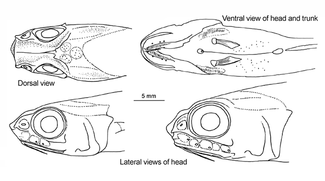 Hymenogadus gracilis (Hymenogadus gracilis) |commons:File:Hymenogadus gracilis.gif