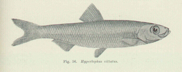 Hyperlophus vittatus (Hyperlophus vittatus) |commons:File:FMIB 45568 Hyperlophus vittatus.jpeg