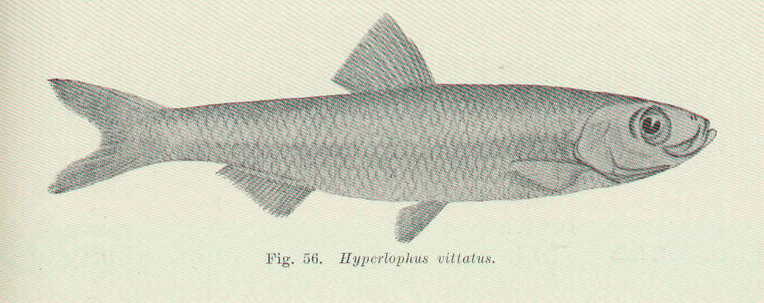 Hyperlophus vittatus (Hyperlophus vittatus) |commons:File:FMIB 45568 Hyperlophus vittatus.jpeg