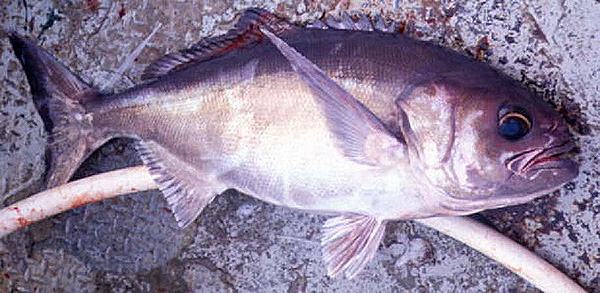 Hyperoglyphe antarctica (Hyperoglyphe antarctica) |commons:File:Hyperoglyphe antarctica.jpg