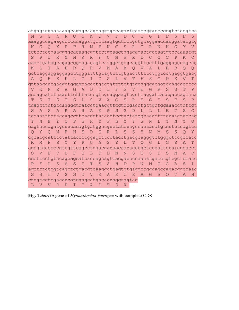 Hypoatherina tsurugae (Hypoatherina tsurugae) |commons:File:Figure 1. dmrt1a gene of Hypoatherina tsurugae with complete CDS.jpg