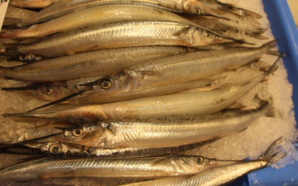 Hyporhamphus australis (Hyporhamphus australis) |commons:File:Hyporhamphus australis Sydney.jpg
