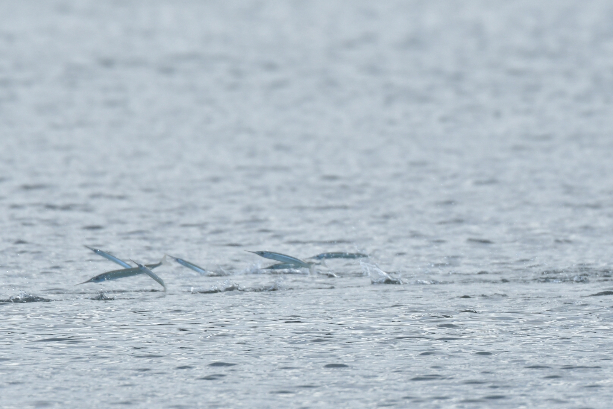 Hyporhamphus ihi (Hyporhamphus ihi) |commons:File:Hyporhamphus ihi.jpg
