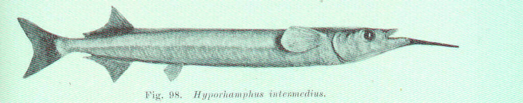 Hyporhamphus intermedius (Hyporhamphus intermedius) |commons:File:FMIB 45608 Hyporhamphus intermedius.jpeg