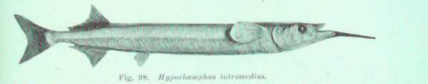 Hyporhamphus intermedius (Hyporhamphus intermedius) |commons:File:FMIB 45608 Hyporhamphus intermedius.jpeg