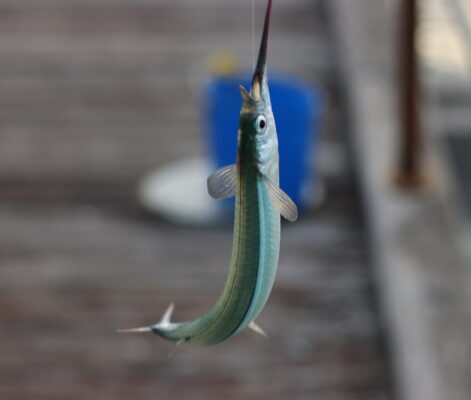 Hyporhamphus melanochir (Hyporhamphus melanochir) |commons:File:Hyporhamphus melanochir 334400255.jpg