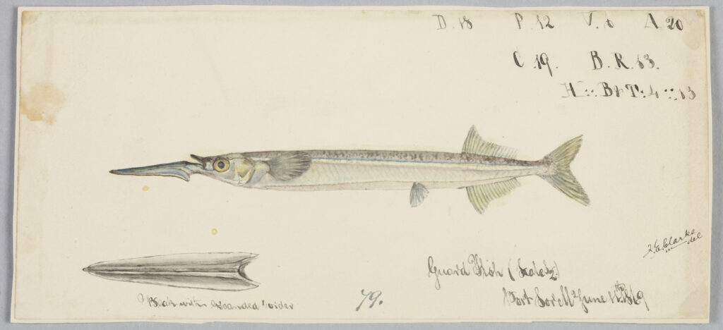 Hyporhamphus melanopterus (Hyporhamphus melanopterus) |commons:File:Hyporhamphus melanochir by Frank Edward Clarke.jpg
