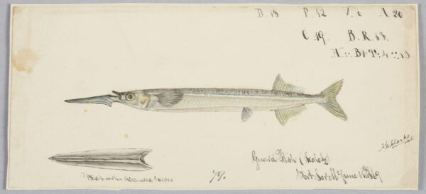 Hyporhamphus melanopterus (Hyporhamphus melanopterus) |commons:File:Hyporhamphus melanochir by Frank Edward Clarke.jpg