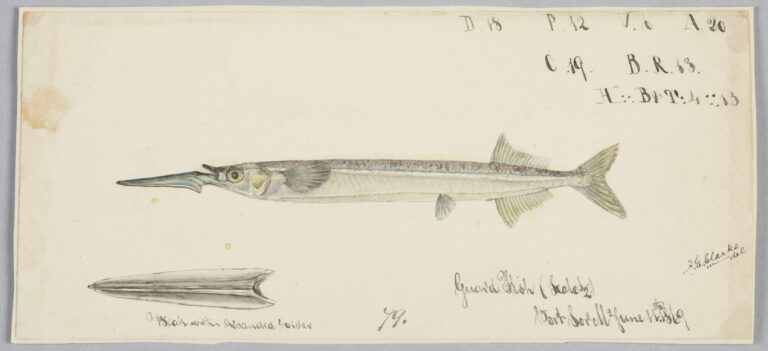 Hyporhamphus melanopterus (Hyporhamphus melanopterus) |commons:File:Hyporhamphus melanochir by Frank Edward Clarke.jpg