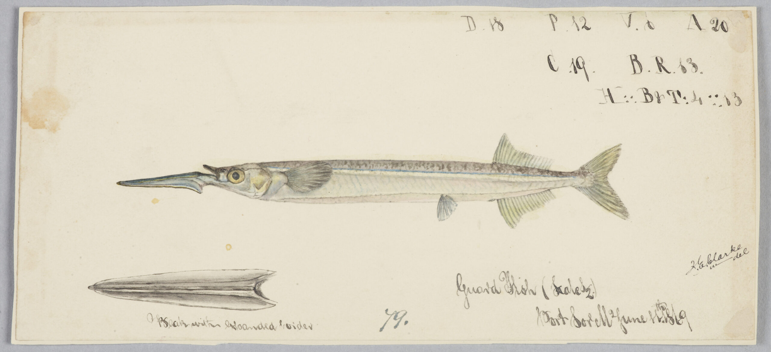 Hyporhamphus melanopterus (Hyporhamphus melanopterus) |commons:File:Hyporhamphus melanochir by Frank Edward Clarke.jpg