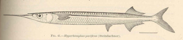 Hyporhamphus pacificus (Hyporhamphus pacificus) |commons:File:FMIB 42407 Hyporhamphus pacificus (Steindachner).jpeg