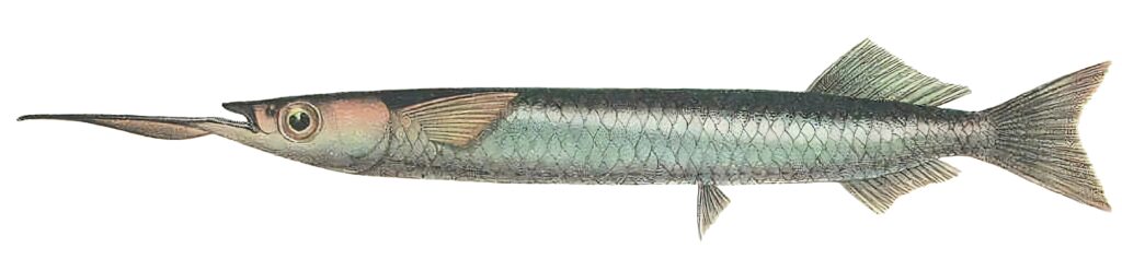 Hyporhamphus picarti (Hyporhamphus picarti) |commons:File:Hyporhamphus picarti.jpeg