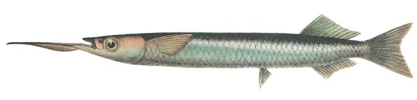 Hyporhamphus picarti (Hyporhamphus picarti) |commons:File:Hyporhamphus picarti.jpeg