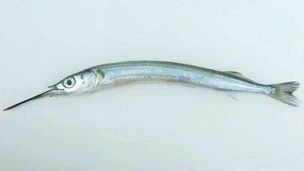 Hyporhamphus sajori (Hyporhamphus sajori) |commons:File:Hyporhamphus sajori.jpg