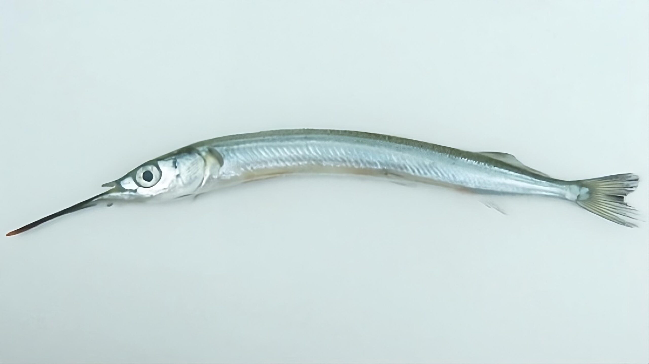 Hyporhamphus sajori (Hyporhamphus sajori) |commons:File:Hyporhamphus sajori.jpg