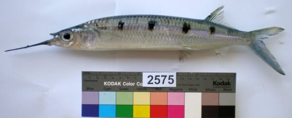 ibikli comak baligi (Hemiramphus far) |commons:File:Hemiramphus far.JPG