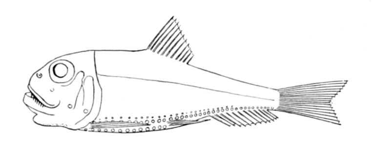 Ichthyococcus ovatus (Ichthyococcus ovatus) |commons:File:Ichthyococcus ovatus.jpg