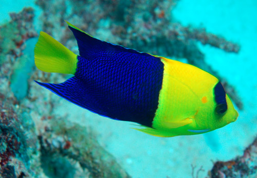 İki Renkli Angelfish Centropyge bicolor