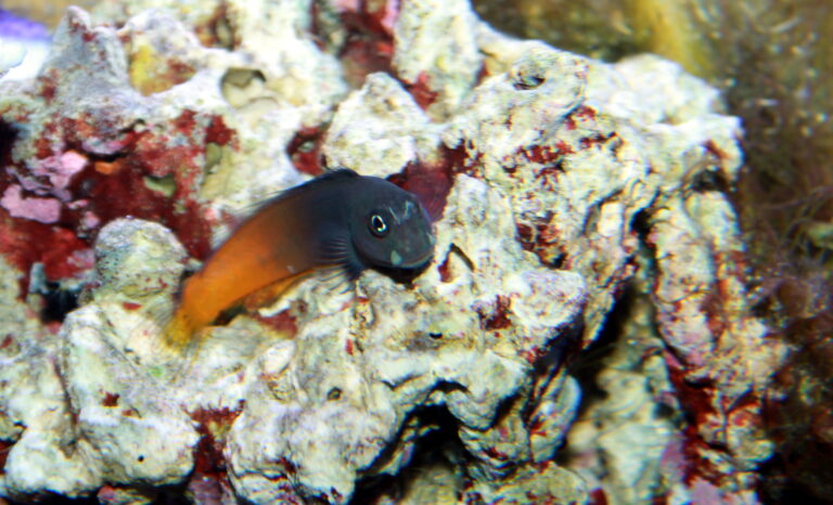 İki Renkli Blenny Ecsenius bicolor