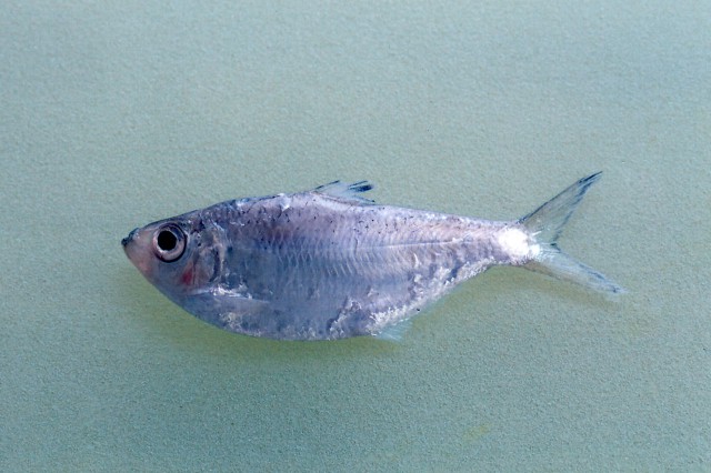 Ilisha megaloptera (Ilisha megaloptera) |commons:File:Ilisha megaloptera.jpg