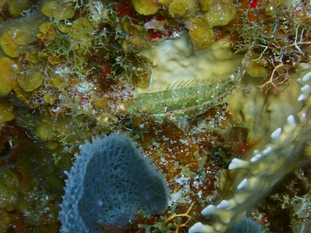 Imitator Blenny (Malacoctenus erdmani) |commons:File:Imitator Blenny - Malacoctenus erdmani.jpg