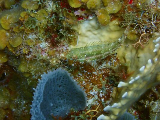 Imitator Blenny (Malacoctenus erdmani) |commons:File:Imitator Blenny - Malacoctenus erdmani.jpg