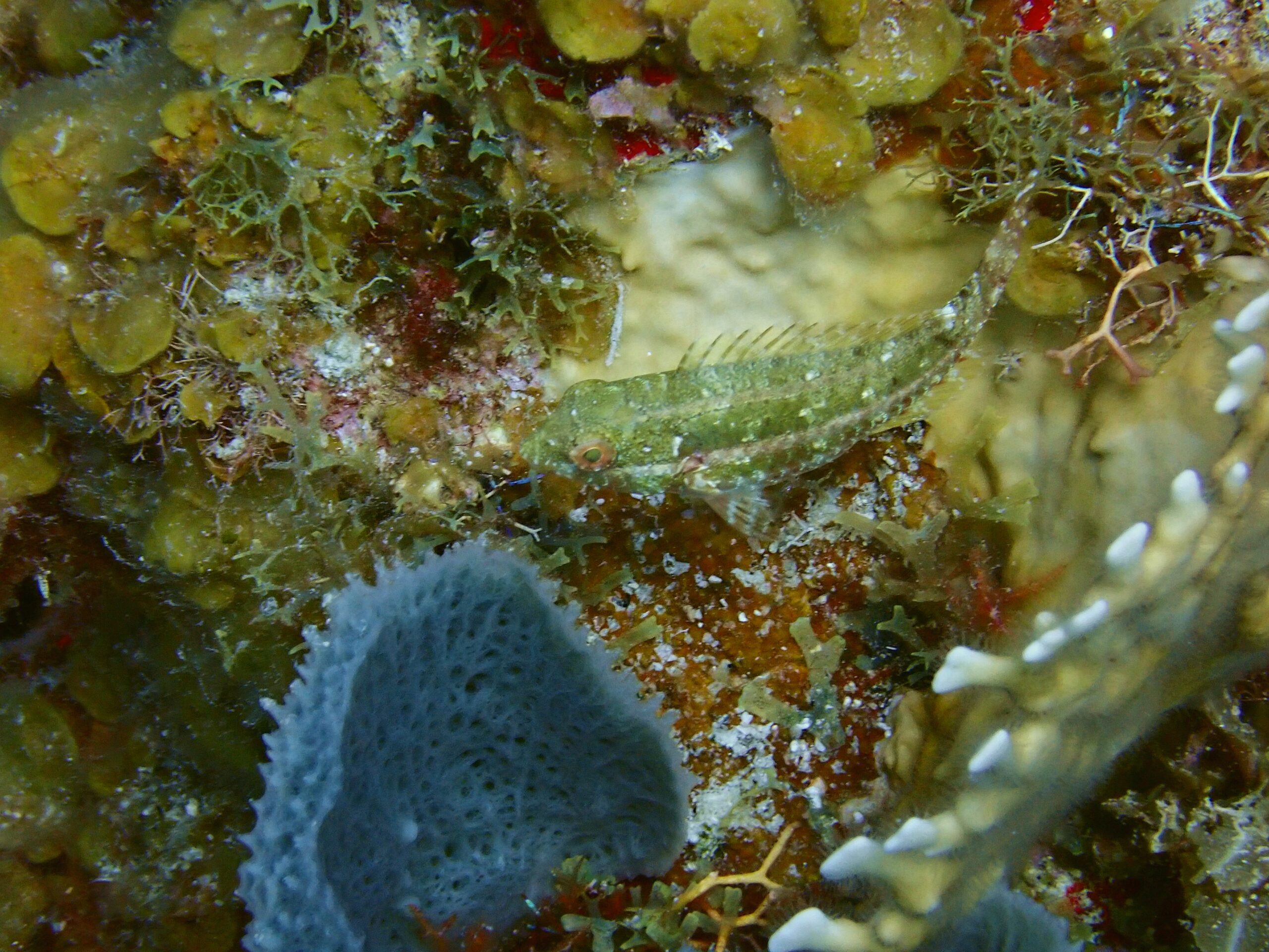 Imitator Blenny (Malacoctenus erdmani) |commons:File:Imitator Blenny - Malacoctenus erdmani.jpg