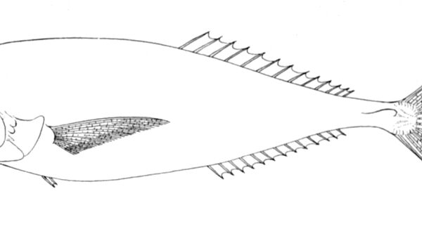 imparator baligi (Luvarus imperialis) |commons:File:Luvarus imperialis.jpg