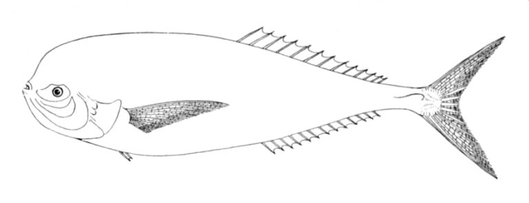 imparator baligi (Luvarus imperialis) |commons:File:Luvarus imperialis.jpg