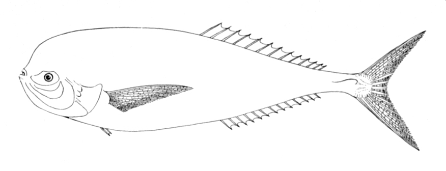 imparator baligi (Luvarus imperialis) |commons:File:Luvarus imperialis.jpg
