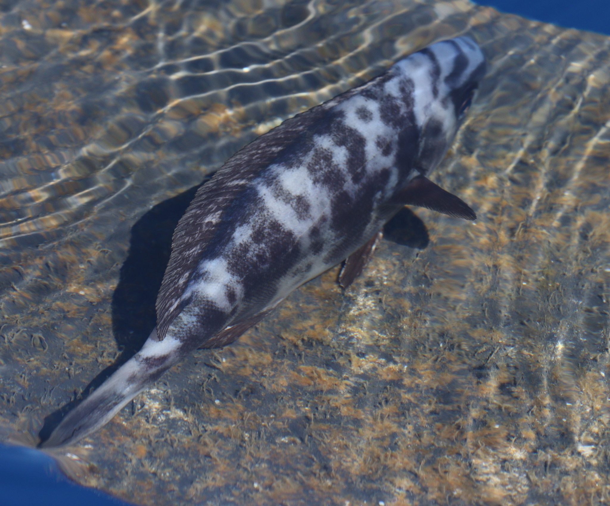 imperial blackfish (Schedophilus ovalis) |commons:File:Schedophilus ovalis.jpg