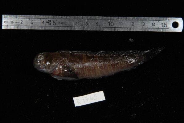 Imspringer (Istiblennius bellus) |commons:File:Istiblennius bellus.jpg
