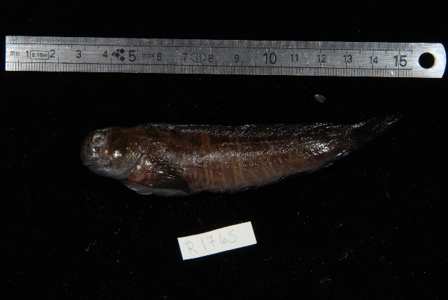 Imspringer (Istiblennius bellus) |commons:File:Istiblennius bellus.jpg