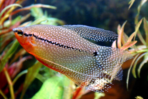 İnci Gurami (Trichogaster leeri) |commons:File:Trichogaster Leeri.jpg