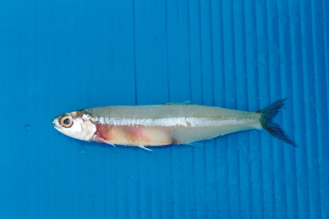 Indian anchovy (Stolephorus indicus) |commons:File:Stolephorus indicus.jpg