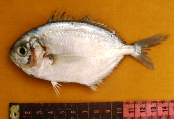 Indian Ariomma (Ariomma indica) |commons:File:Ariomma indicum Pakistan.png