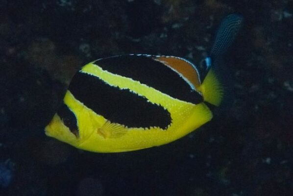 Indian Butterflyfish (Chaetodon mitratus) |commons:File:Chaetodon mitratus, pinnacle Lopes, Mozambique imported from iNaturalist photo 170685878.jpg