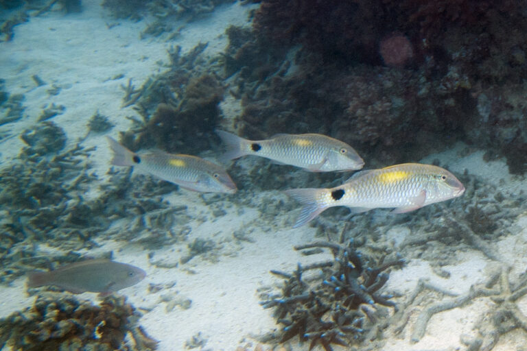 Indian goatfish (Parupeneus indicus) |commons:File:Indian goatfish Parupeneus indicus (5846792237).jpg