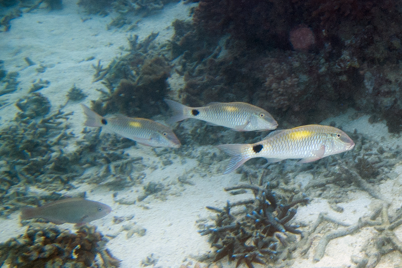 Indian goatfish (Parupeneus indicus) |commons:File:Indian goatfish Parupeneus indicus (5846792237).jpg