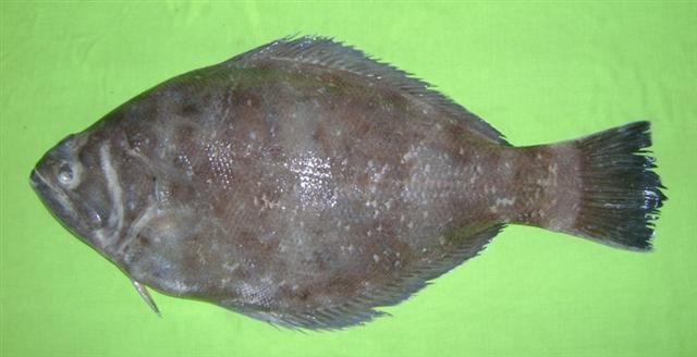 Indian Halibut (Psettodes erumei) |commons:File:Psettodes erumei-by-HamidBadarOsmany-Pakistan-Karachi-24-6-2001-27cm.jpg