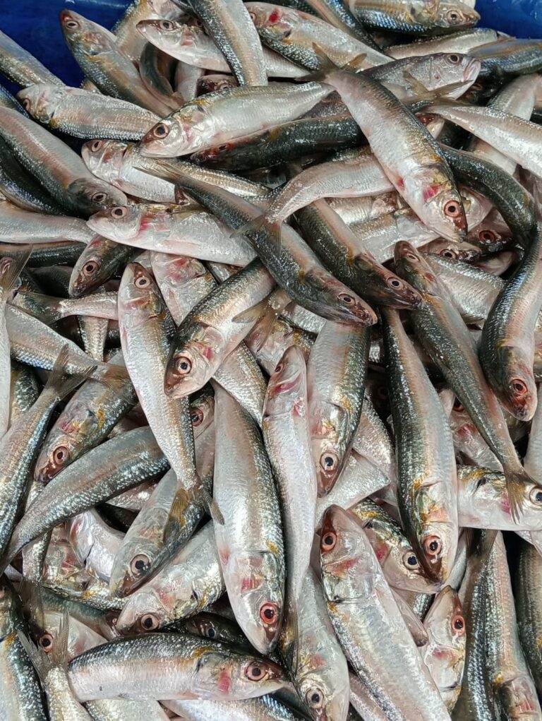 Indian oil sardine (Sardinella longiceps) |commons:File:Indian oil sardine (Sardinella longiceps).jpg