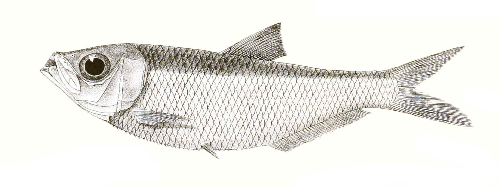 Indian Pellona (Pellona ditchela) |commons:File:Pellona ditchela Day 165.jpg