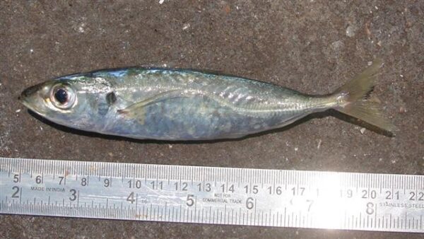 Indian Scad (Decapterus russelli) |commons:File:Decapterus russelli India.jpg