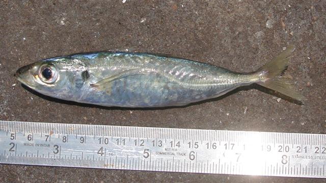 Indian Scad (Decapterus russelli) |commons:File:Decapterus russelli India.jpg
