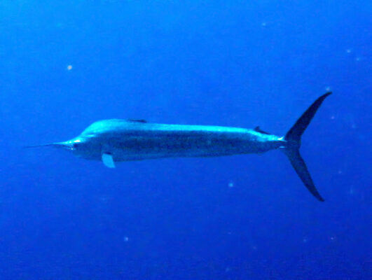 Indo-pacific Blue Marlin (Makaira mazara) |commons:File:Istiophoridae - Makaira mazara.JPG