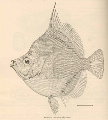 Indo-pacific Boarfish (Antigonia rubescens) |commons:File:FMIB 41117 Antigonia rubescens (Gunther).jpeg