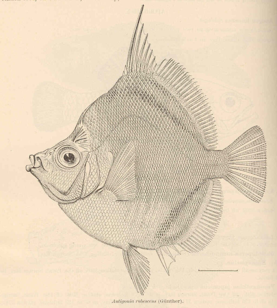 Indo-pacific Boarfish (Antigonia rubescens) |commons:File:FMIB 41117 Antigonia rubescens (Gunther).jpeg
