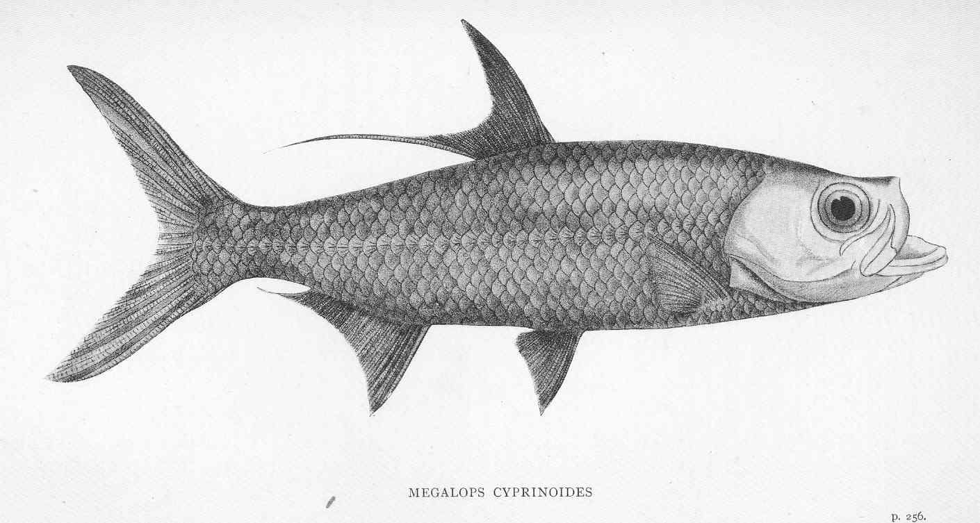 Indo-pacific Tarpon (Megalops cyprinoides) |commons:File:FMIB 46690 Megalops Cyprinoides.jpeg