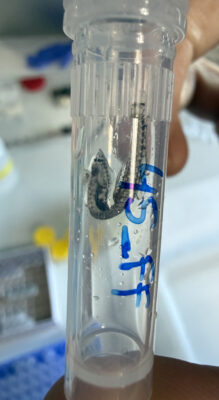 isildak baligi (Cyclothone braueri) |commons:File:Cyclothone braueri (25MAR2026).jpg