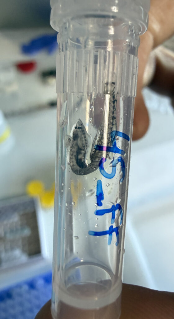 isildak baligi (Cyclothone braueri) |commons:File:Cyclothone braueri (25MAR2026).jpg